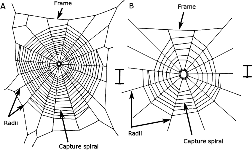 ora web illustration